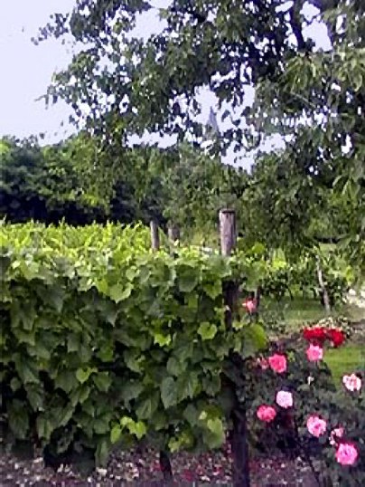 le Kirchberg , coteau sud , un vignoble qui date de l'poque Gallo-romaine ; au dut du XXme sicle il en restait 10 hectares