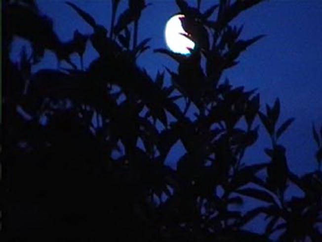 oiseau dans la lune