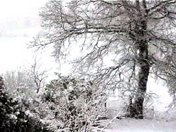 les arbres peuvent-ils avoir froid ?
