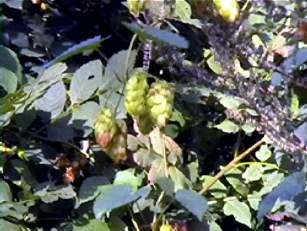 houblon sauvage
