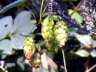 houblon sauvage
