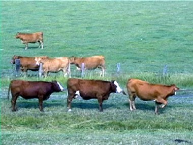 vaches,  la queueleuleu... un deux un deux