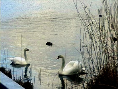 cygnes, tang de putelange