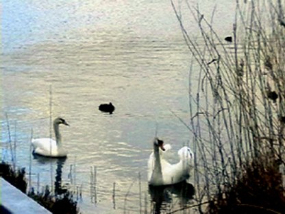 cygnes, tang de putelange