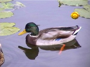 images d'alsace bossue et proche Lorrainela nature en Alsace Bossue
