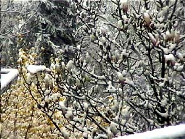1er jour du printemps :1re neige
