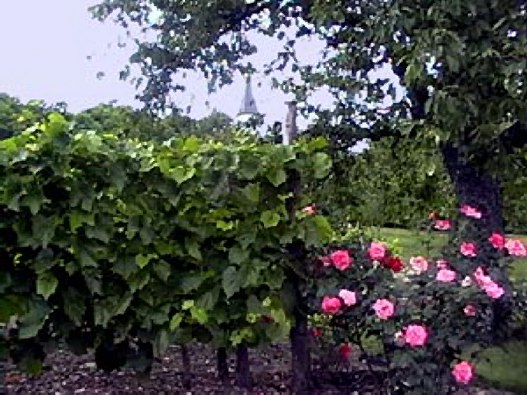 le Kirchberg , coteau sud , un vignoble qui date de l'poque Gallo-romaine ; au dbut du XXme sicle il en restait 10 hectares